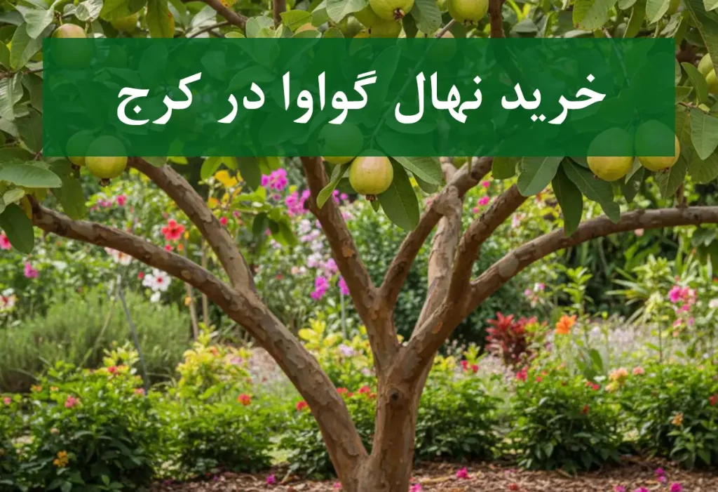 قیمت نهال گواوا در کرج + نهال گواوا سالم و پربار