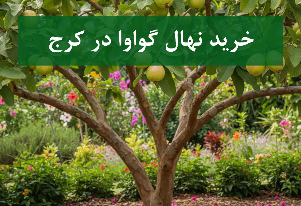 قیمت نهال گواوا در کرج + نهال گواوا سالم و پربار
