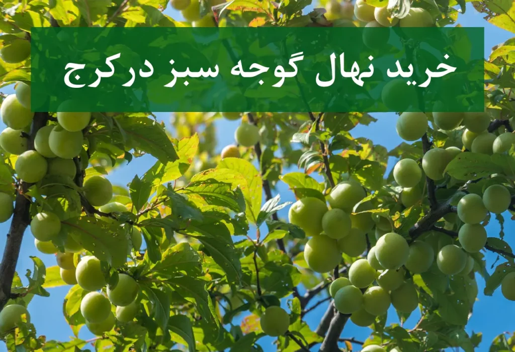 قیمت نهال گوجه سبز در کرج + نهال گوجه سبز سالم و پربار