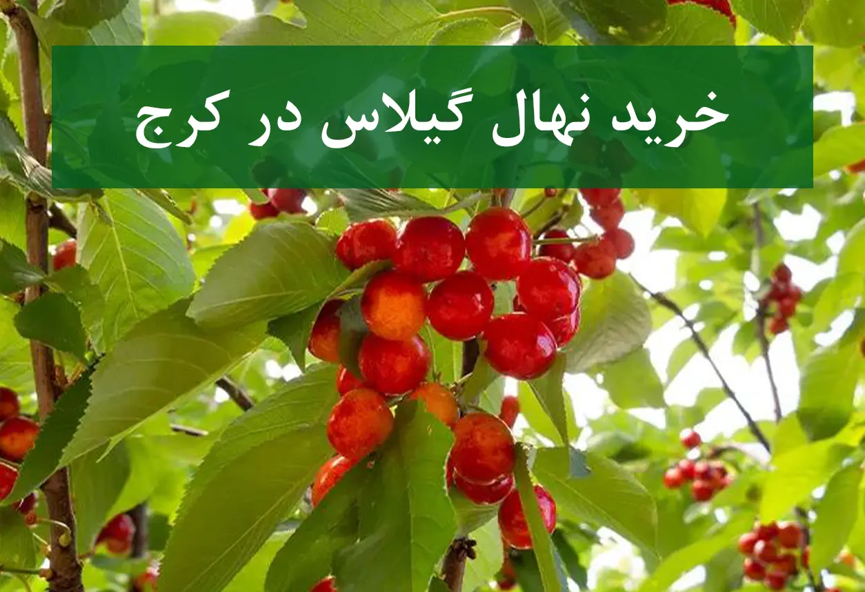 قیمت نهال گیلاس در کرج + نهال گیلاس پیوندی و سالم