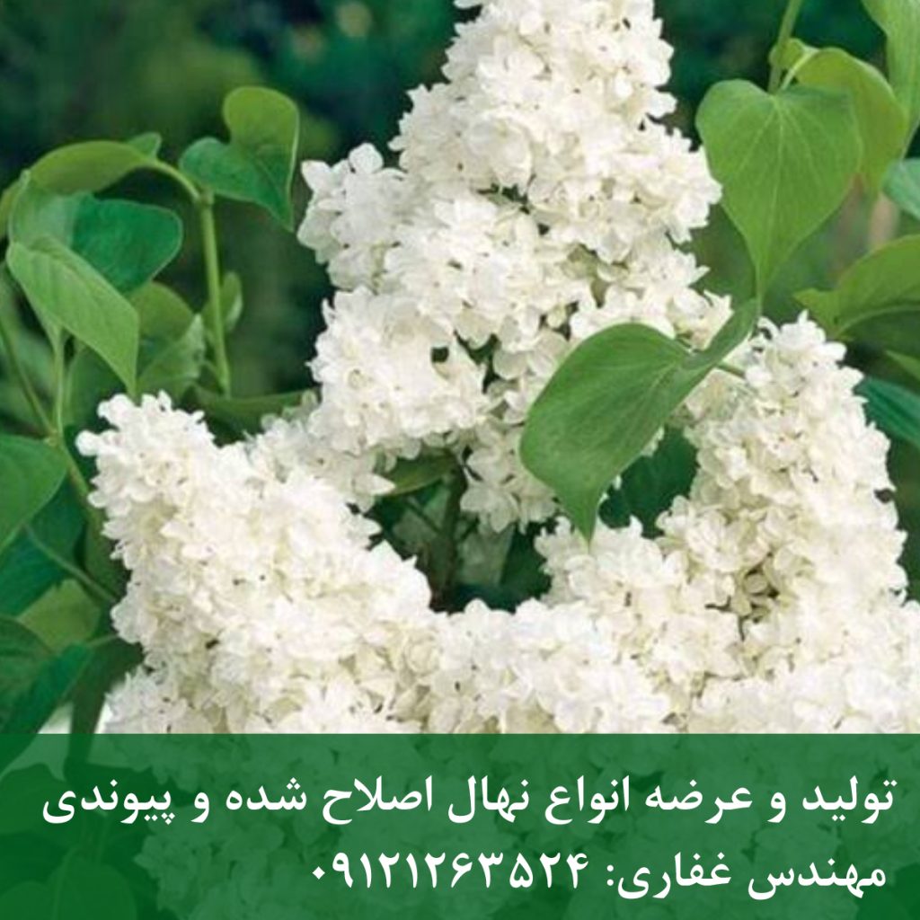 یاس خوشه‌ای معطر؛ انتخابی کلاسیک برای ورودی ویلا و فضای سبز