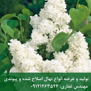 یاس خوشه‌ای معطر؛ انتخابی کلاسیک برای ورودی ویلا و فضای سبز