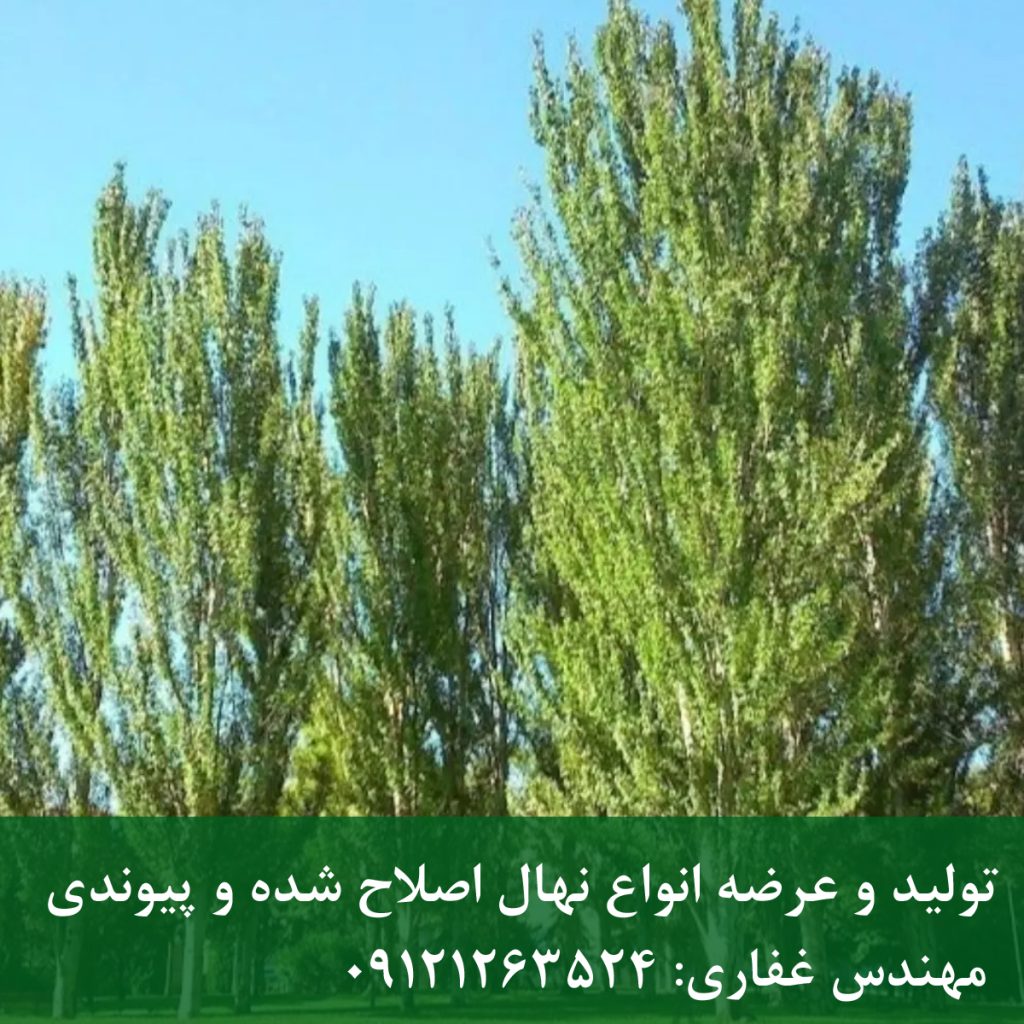 نهال سپیدار اصلاح‌شده؛ سریع‌ترین رشد برای بادشکن