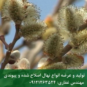 نهال بیدمشک؛ عطر بهاری در حیاط شما