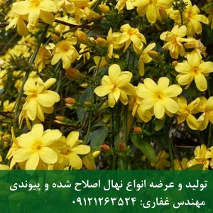 یاس زرد؛ اولین نویدبخش بهار در فضای سبز شما