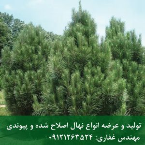 کاج مشهد؛ مقاوم در برابر کم‌آبی و انتخابی مناسب برای فضای سبز