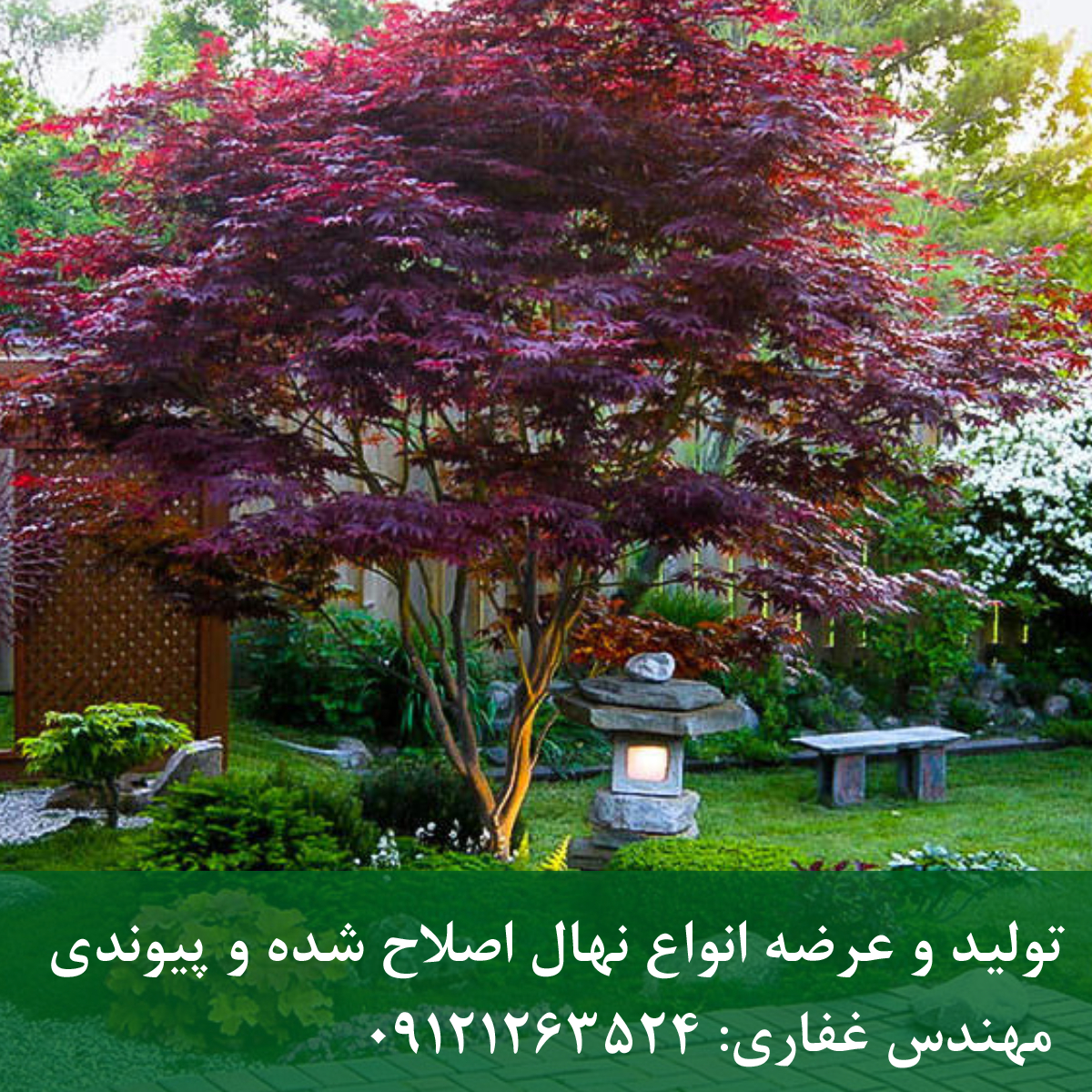 افرای ژاپنی؛ نگین رنگارنگ باغهای ژاپنی و لوکس افرای ژاپنی؛ نگین رنگارنگ باغهای ژاپنی و لوکس