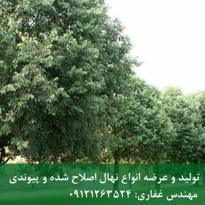 داغدغان؛ درختی مقدس و مقاوم با طول عمر بالا