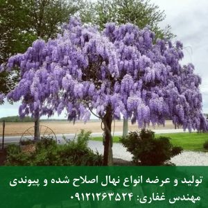 پیچ گلیسین؛ غرق در گل‌های بنفش برای آلاچیق شما