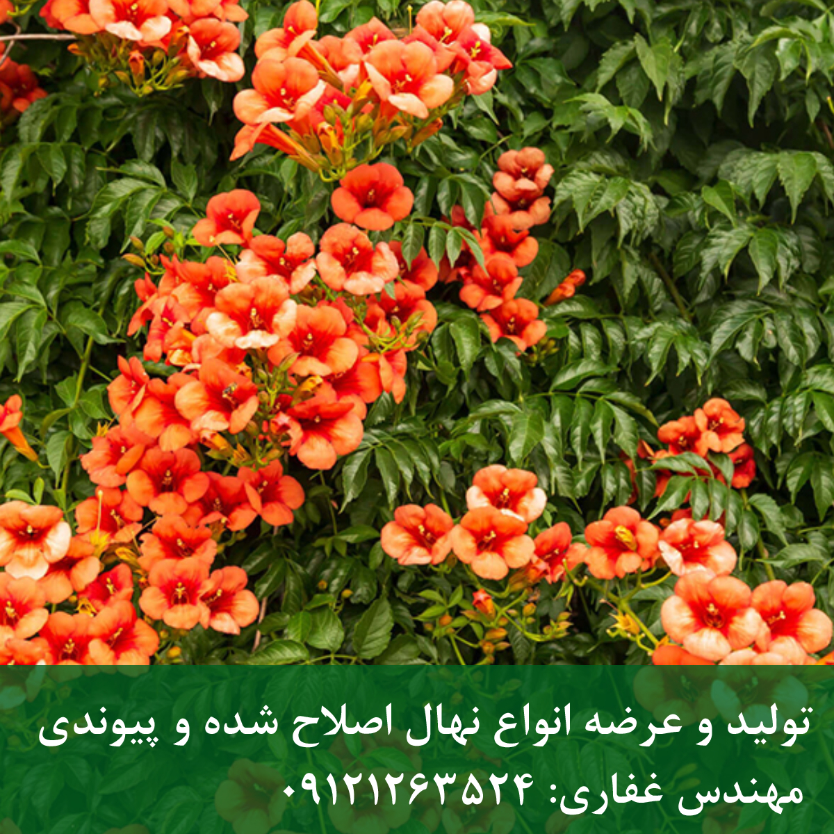 پیچ اناری؛ گلهای شیپوری جذاب برای پوشش دیوار پیچ اناری؛ گلهای شیپوری جذاب برای پوشش دیوار