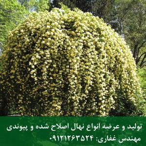 آبشار طلایی؛ درختچه‌ای پرگل با توده‌ای از شکوفه‌های زرد در بهار