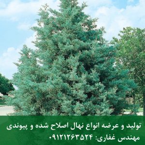 سرو نقره‌ای | فروش نهال سرو نقره‌ای اصلاح‌شده (ارسال تضمینی)