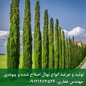 سرو شیراز | سرو شیراز: انتخاب اول برای دیوار سبز و پرچین
