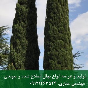 سرو زربین | نهال سرو زربین؛ مقاوم‌ترین درخت برای مناطق خشک