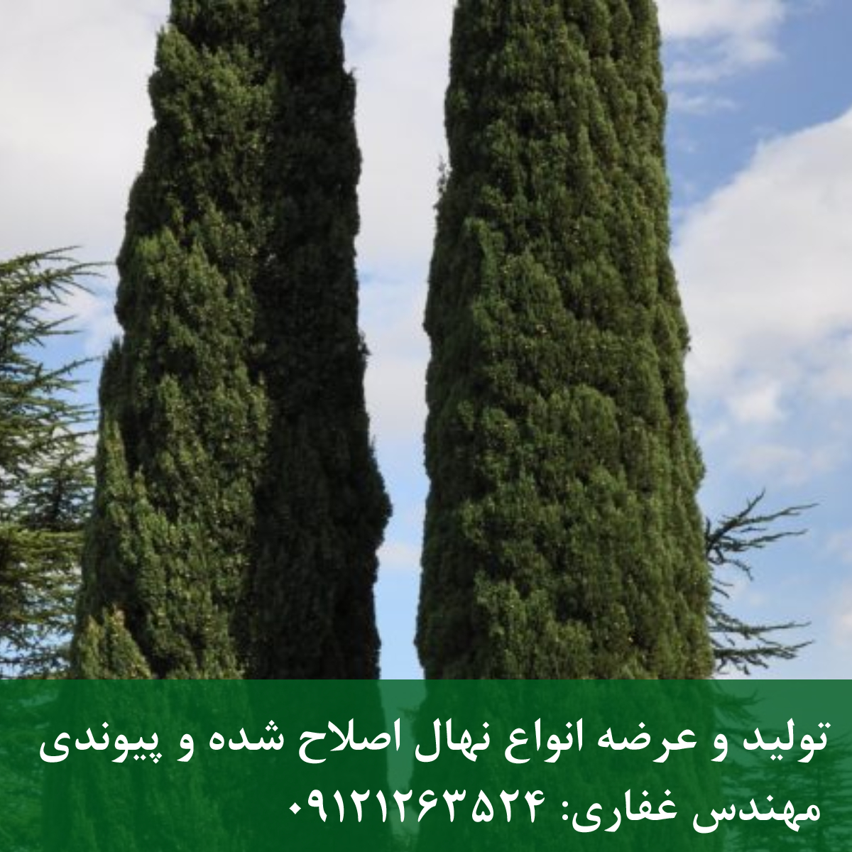 سرو زربین سرو زربین | نهال سرو زربین؛ مقاومترین درخت برای مناطق خشک