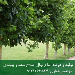 نهال چنار | مرکز فروش درخت چنار تنومند مخصوص باغ‌های بزرگ