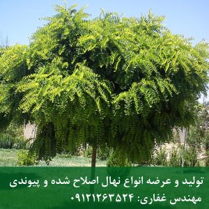 اقاقیا پیوندی؛ زیباترین درخت سایه‌انداز برای ویلا