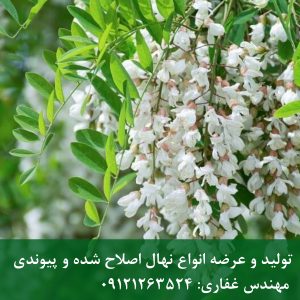 اقاقیا گل؛ خرید نهال اقاقیا گل‌دار با گل‌دهی انبوه و معطر