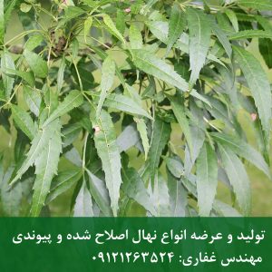 درخت زبان گنجشک (ون)؛ سایه‌انداز قوی و مقاوم به آفات