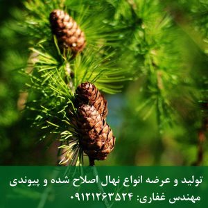 خرید عمده کاج تهران؛ سازگارترین کاج با اقلیم ایران