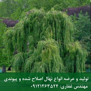 نهال بید مجنون؛ شکوه و آرامش را به باغ خود بیاورید