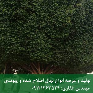 درخت نارون؛ بهترین گزینه برای فضای سبز شهری