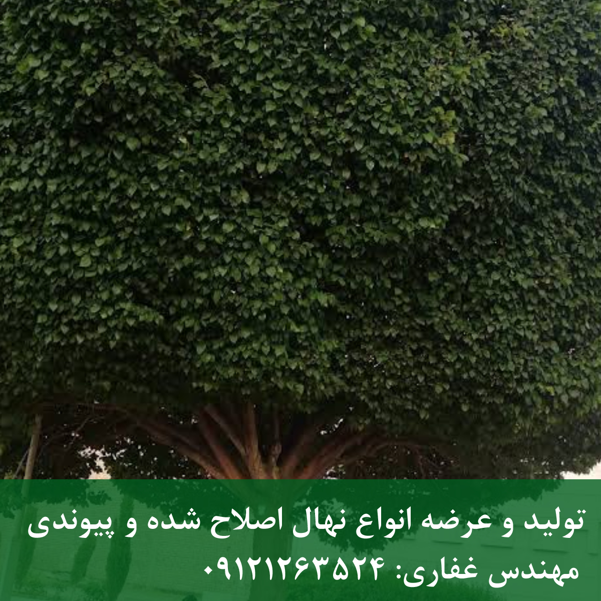 درخت نارون؛ بهترین گزینه برای فضای سبز شهری درخت نارون؛ بهترین گزینه برای فضای سبز شهری