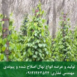 توت نرک | نهال توت نرک (بدون میوه)؛ درخت سریع‌الرشد و تمیز