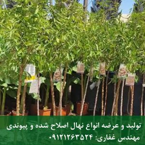 بادام زینتی؛ شکوفه‌های بهاری در حیاط خانه شما