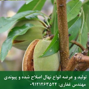 | زیتون تلخ | زیتون تلخ؛ درخت زینتی سایه‌انداز با میوه‌های خاص |