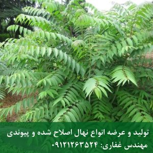 درخت عرعر؛ رشد فوق‌سریع نهال عرعر در خاک‌های فقیر و سخت