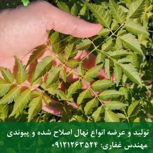 نهال زیتون تلخ؛ درخت زینتی سایه‌انداز با میوه‌های خاص