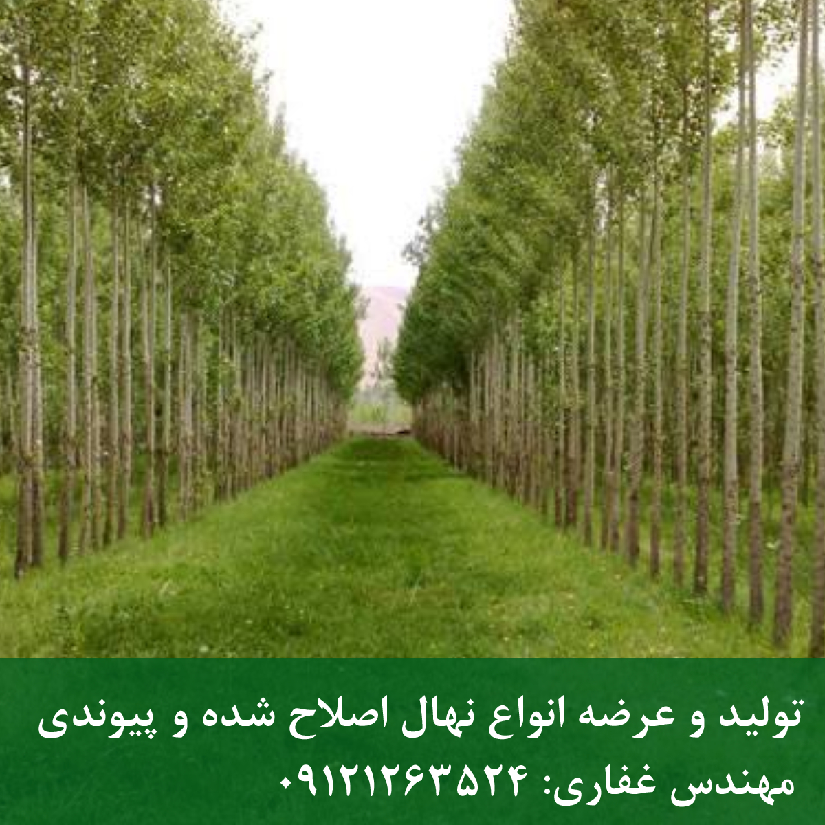 نهال صنوبر سریعالرشد؛ سرمایهگذاری سودآور در زراعت چوب نهال صنوبر سریعالرشد؛ سرمایهگذاری سودآور در زراعت چوب
