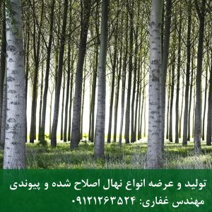 فروش نهال کبوده اصل با تضمین گیرایی بالا