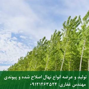 درخت تبریزی ستونی؛ بهترین بادشکن طبیعی برای باغ