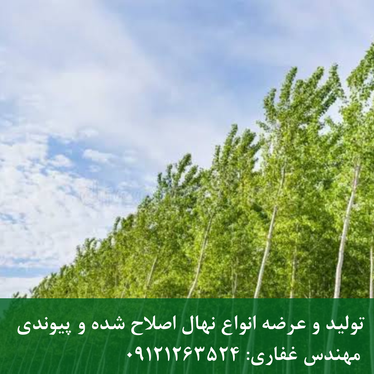 درخت تبریزی ستونی؛ بهترین بادشکن طبیعی برای باغ درخت تبریزی ستونی؛ بهترین بادشکن طبیعی برای باغ