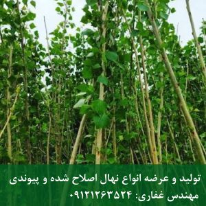 نهال صنوبر ایتالیایی؛ درخت لوکس با رشد سریع و ظاهر خاص