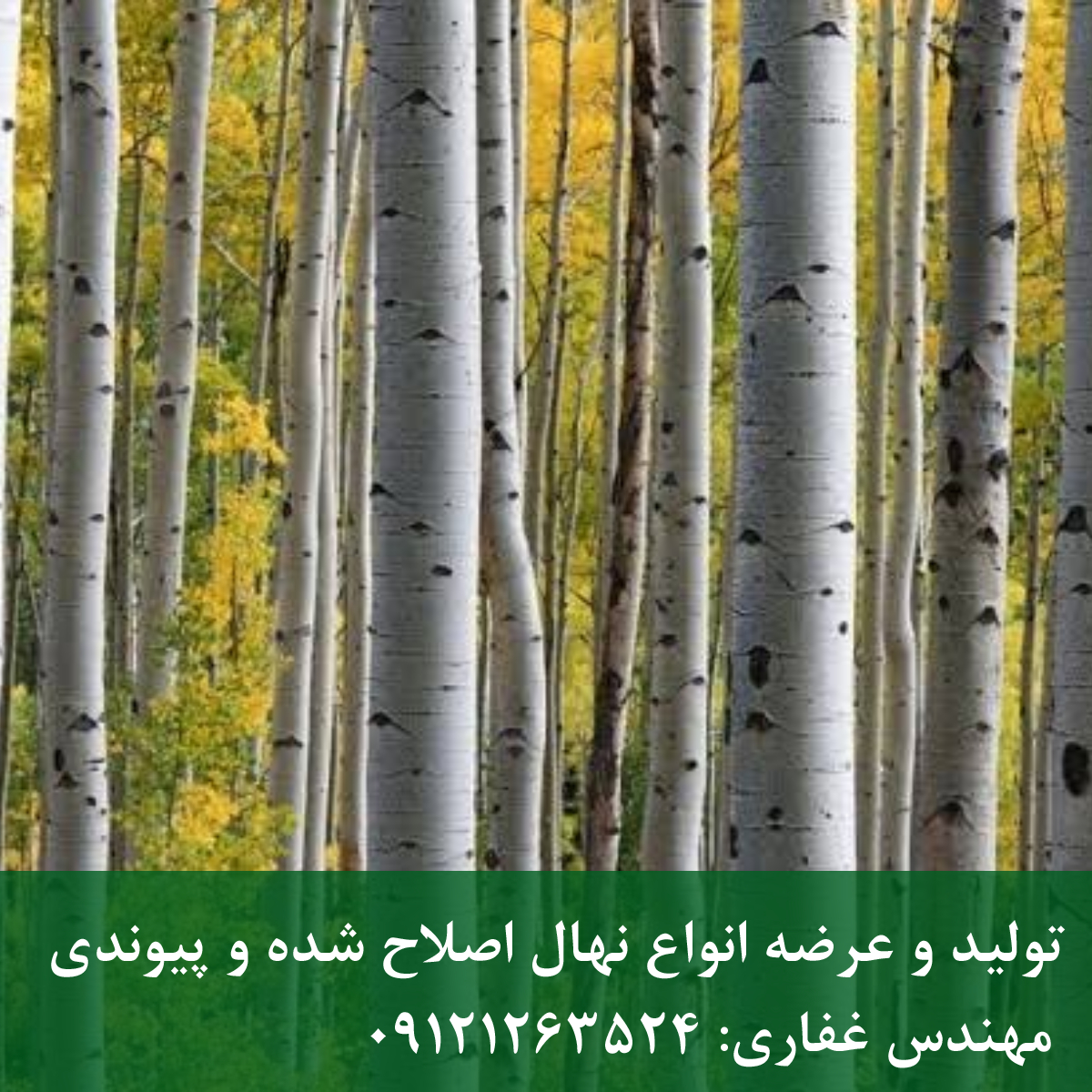 نهال صنوبر پاپیروس؛ انتخابی ایدهآل برای حاشیه رودخانهها نهال صنوبر پاپیروس؛ انتخابی ایدهآل برای حاشیه رودخانهها