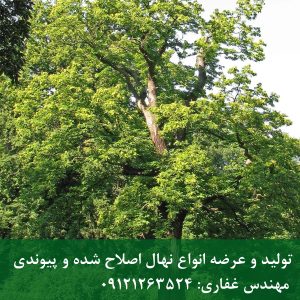 بلوط همیشه سبز؛ درخت اصیل و باشکوه برای محوطه‌سازی