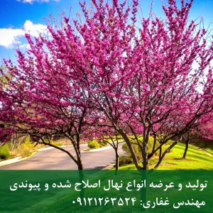 نهال ارغوان گل‌دار؛ درختچه‌ای که باغ را غرق در رنگ می‌کند