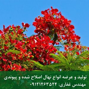 ابریشم مصری؛ درختچه‌ای با گل‌های فانتزی و چشم‌نواز