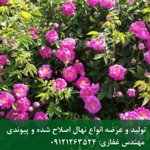 فروش بوته‌های گل محمدی پربار؛ انتخابی مناسب برای گلاب‌گیری