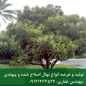 ازگیل ژاپنی؛ درخت همیشه سبز با میوه‌های خوش‌طعم