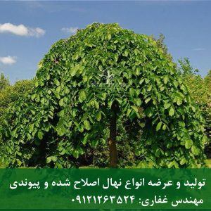 توت مجنون؛ درختچه آویزی خاص برای فضای سبز مدرن