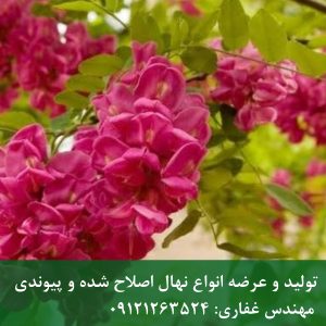 اقاقیا گل قرمز؛ نهال کمیاب با گل‌های خوشه‌ای خاص