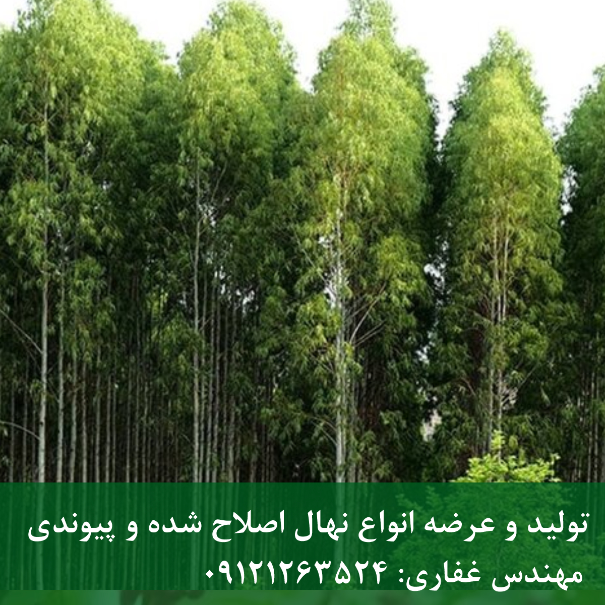 نهال اکالیپتوس؛ درخت معطر با رشد سریع برای فضای سبز نهال اکالیپتوس؛ درخت معطر با رشد سریع برای فضای سبز