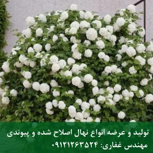 نهال بداغ؛ درختچه بداغ با گل‌دهی چشمگیر برای دکوراسیون باغچه