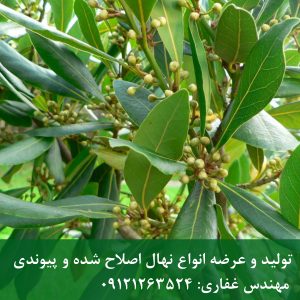 برگ بو؛ نهال همیشه‌سبز و خوش‌عطر برای باغ و فضای سبز