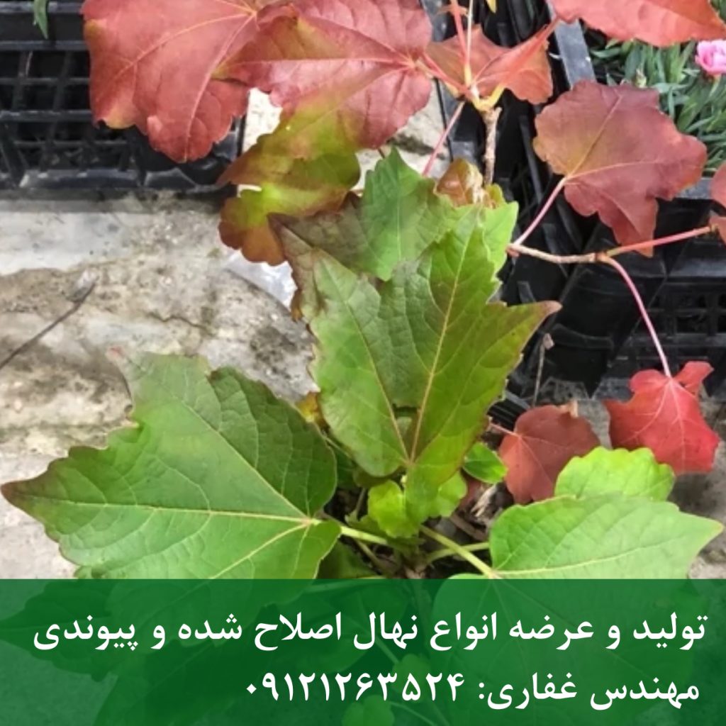 پاپیتال | خرید پاپیتال (عشقه)؛ بهترین گیاه پوششی برای دیوار سبز