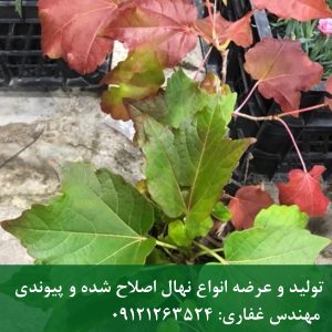 پاپیتال | خرید پاپیتال (عشقه)؛ بهترین گیاه پوششی برای دیوار سبز